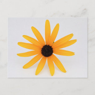Black Eyed Susan Postcard