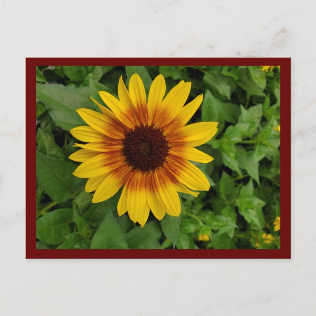 Black-eyed Susan Postcard (Front)
