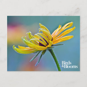 Black-eyed Susan Postcard