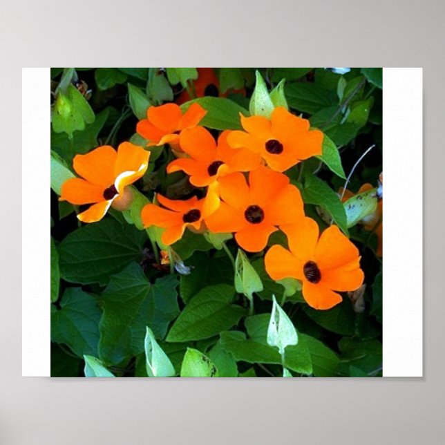 Black Eyed Susan Poster (Front)