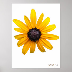 Black-eyed Susan Poster