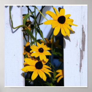 Black Eyed Susan Poster