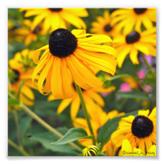 Black-Eyed Susan Poster 6x6