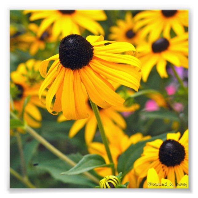 Black-Eyed Susan Poster 6x6 (Front)
