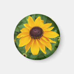 Black Eyed Susan Sitting Pretty Magnet