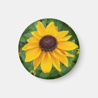 Black Eyed Susan Sitting Pretty Magnet