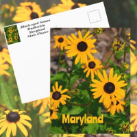 Black-eyed Susan State Flower of Maryland