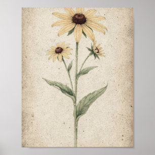 Black-Eyed Susan Stems Botanical Art Poster