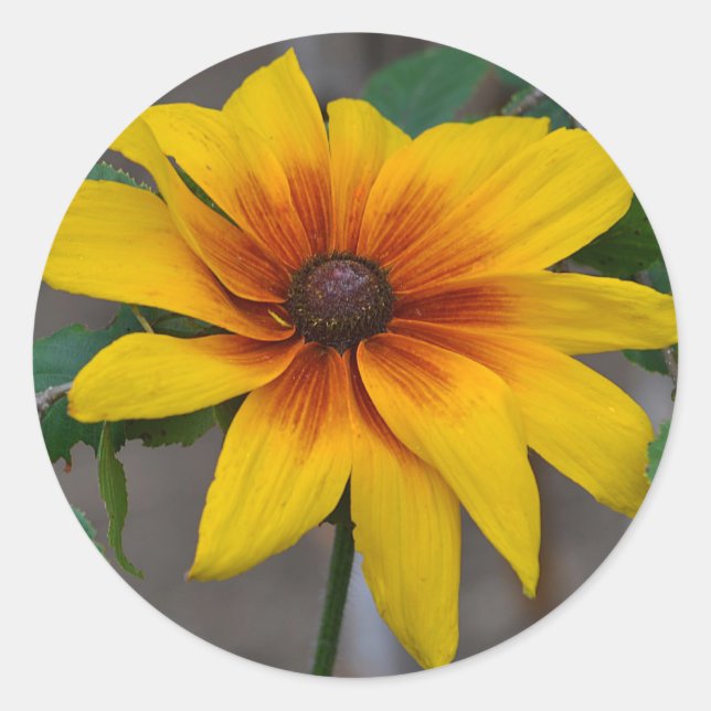 Black-Eyed Susan Sticker (Front)