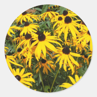 Black Eyed Susan ~ sticker