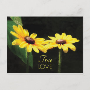 Black Eyed Susan True Love Quote Postcard