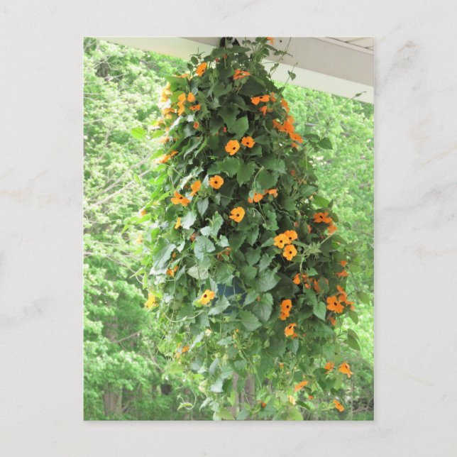 Black Eyed Susan Vine Postcard (Front)