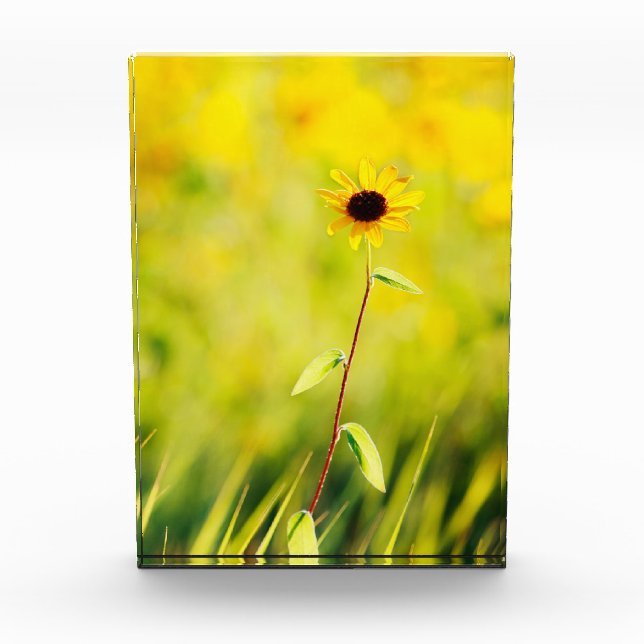 Black-eyed Susan Wildflower Photo Block (Front)