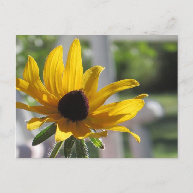 Black-Eyed Susan Wildflower | Postcard (Front)