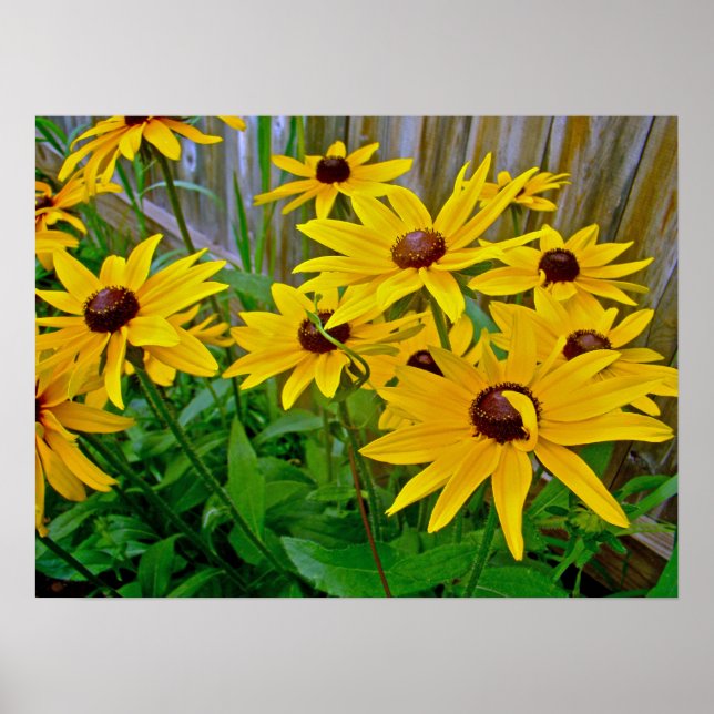 Black-Eyed Susan Wildflowers Poster (Front)