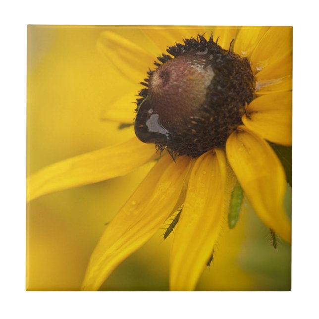 Black-Eyed Susan with a Teardrop Tile (Front)