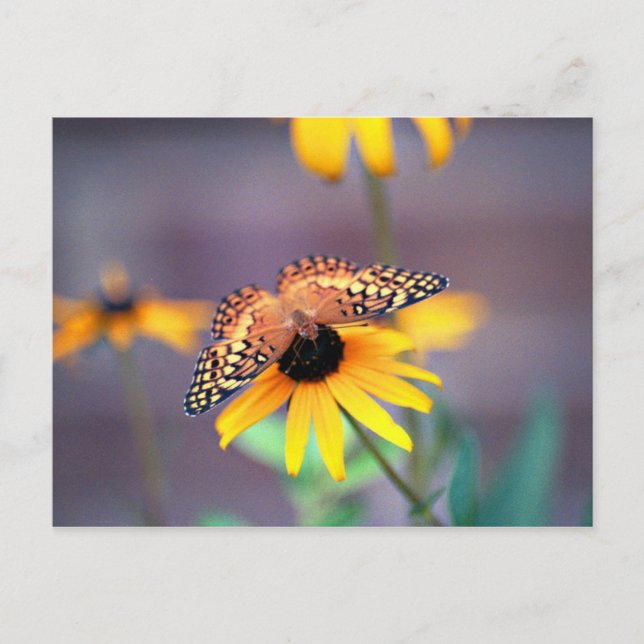 black-eyed susan with butterfly 3 postcard (Front)