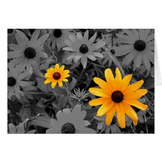 Black Eyed Susans (Front Horizontal)