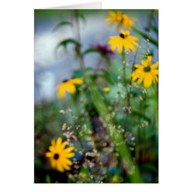 Black Eyed Susans (Front)