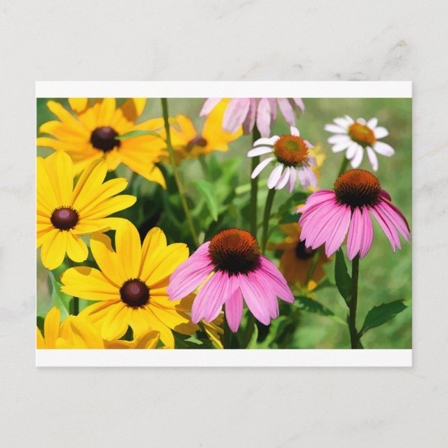 Black Eyed Susans and Pink Coneflower Daisy Garden Postcard (Front)