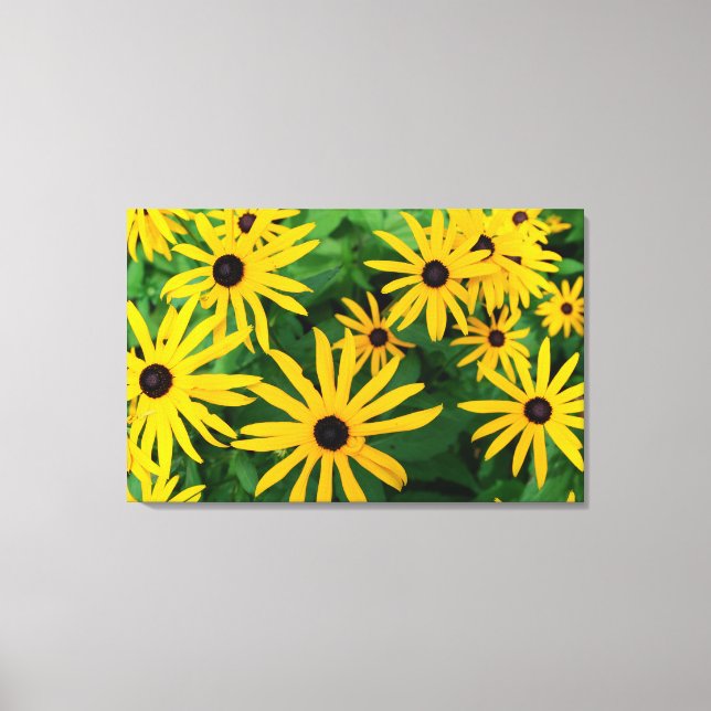 Black-Eyed Susans Canvas Print (Front)