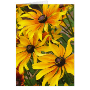 Black Eyed Susans Card
