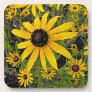 Black Eyed Susans Coaster