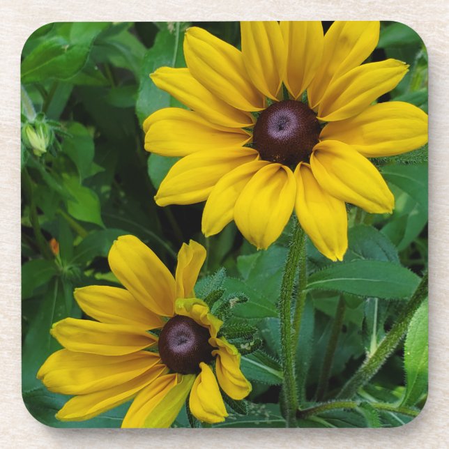 Black-Eyed Susans Coaster (Front)
