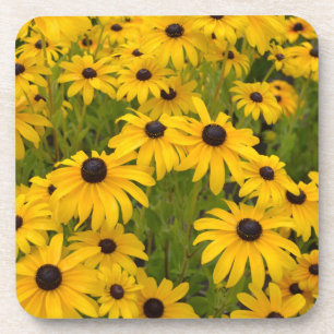 Black Eyed Susans Coaster Set
