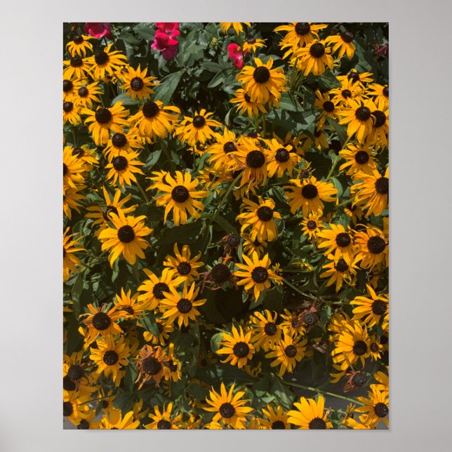 Black eyed Susan's Flowers, Floral, Photography  Poster (Front)