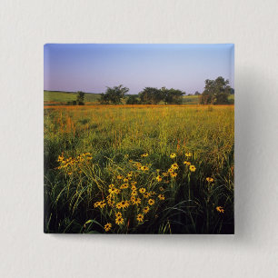 Black eyed Susans in tallgrass prairie at Neil 15 Cm Square Badge