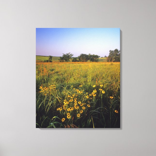 Black eyed Susans in tallgrass prairie at Neil Canvas Print (Front)