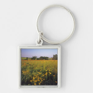 Black eyed Susans in tallgrass prairie at Neil Key Ring