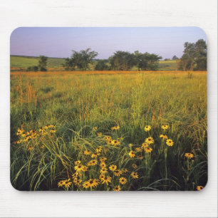 Black eyed Susans in tallgrass prairie at Neil Mouse Mat