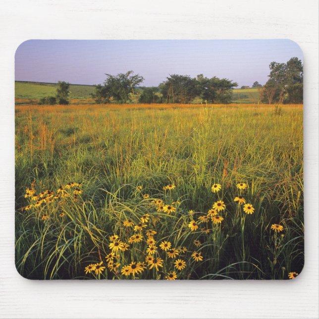 Black eyed Susans in tallgrass prairie at Neil Mouse Mat (Front)