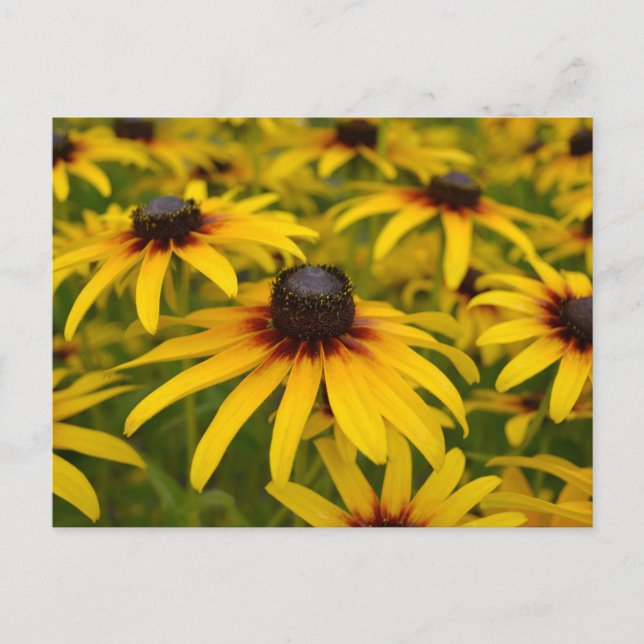 Black Eyed Susans Perspective Post Card (Front)