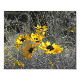 Black Eyed Susans Photo Print