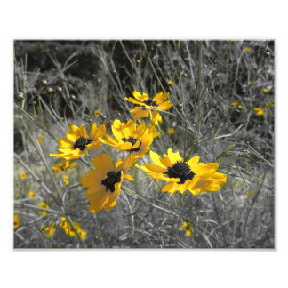 Black Eyed Susans Photo Print