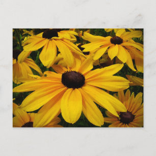 Black-Eyed Susans Postcard