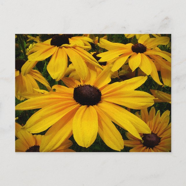 Black-Eyed Susans Postcard (Front)