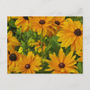 Black-eyed Susans Postcard