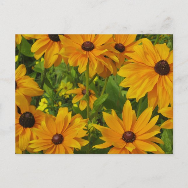 Black-eyed Susans Postcard (Front)