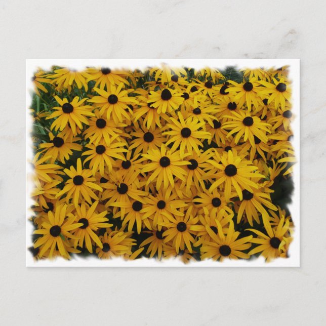 Black Eyed Susans Postcard (Front)