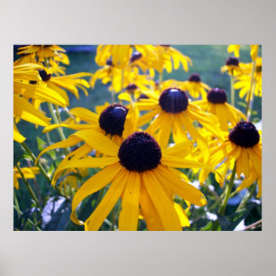 Black Eyed Susans Poster