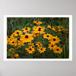 Black Eyed Susans Poster