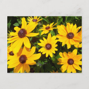 Black Eyed Susans- Rudbeckias Postcard