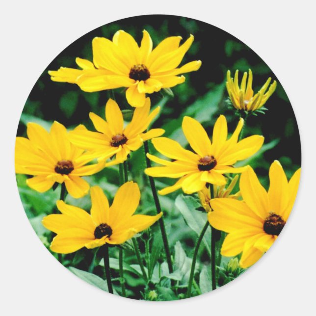 Black Eyed Susans Stickers (Front)