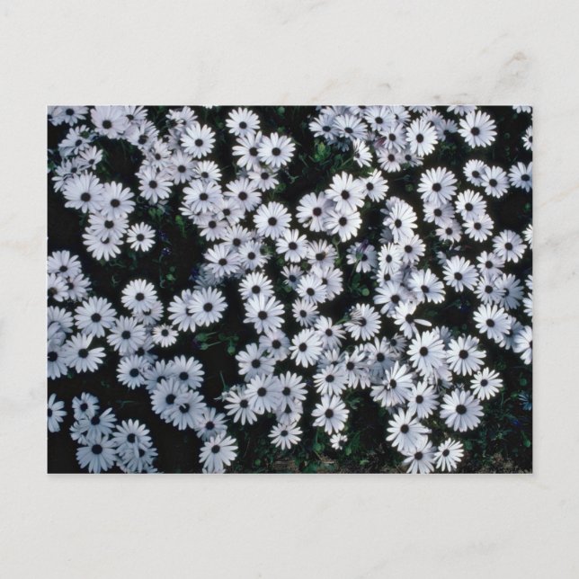 Black-Eyed White Daisies flowers Postcard (Front)