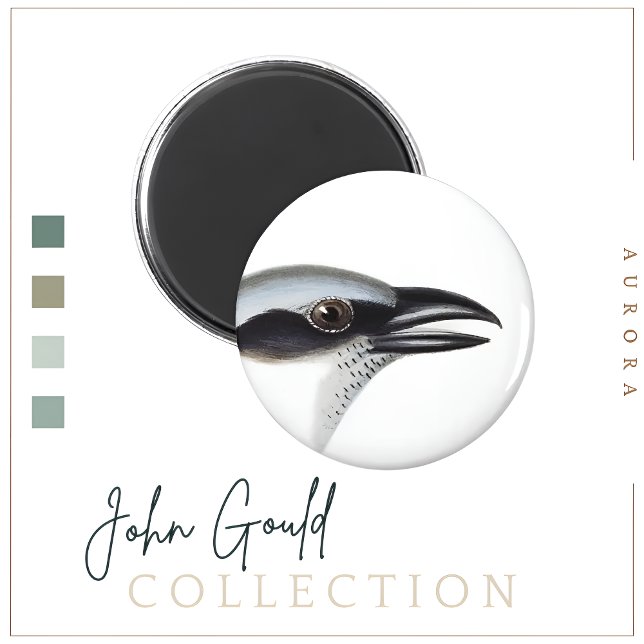 Black-faced Cuckoo-shrike Magnet (Creator Uploaded)