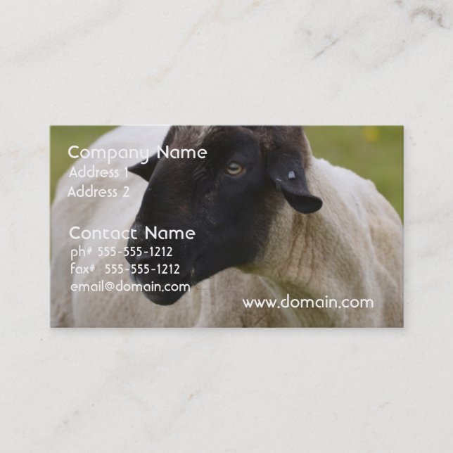 Black Faced Sheep Business Card (Front)